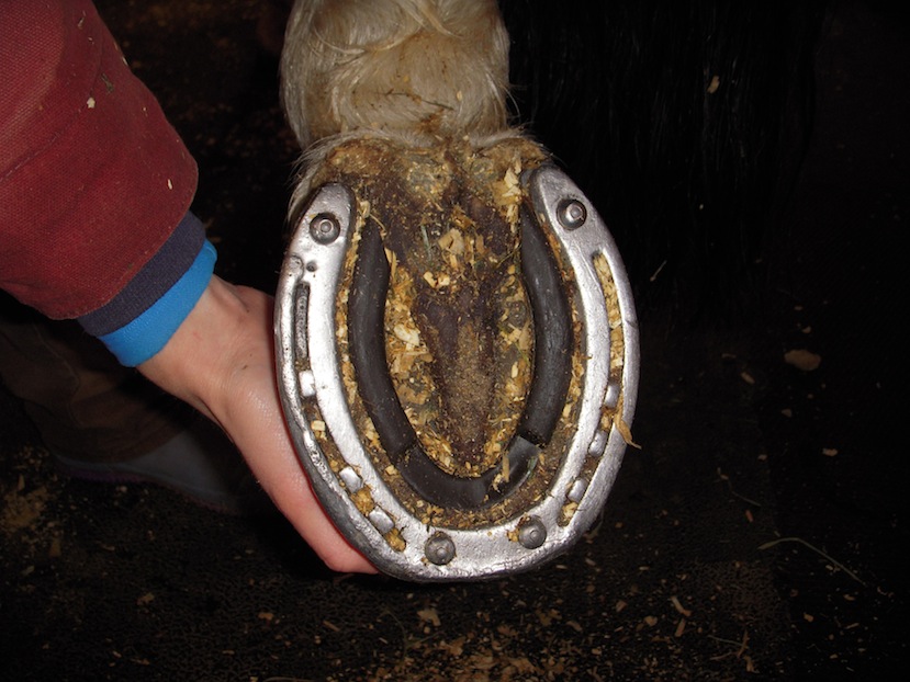 Ice cleats for horses clearance